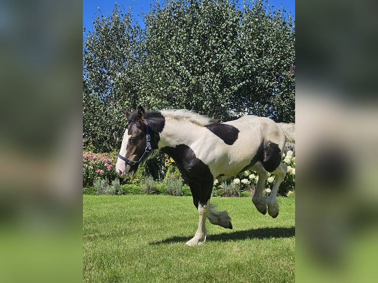 Gypsy Horse Stallion Foal (04/2024) Pinto in Buk