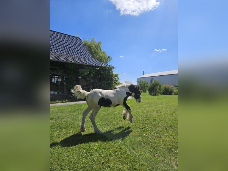 Gypsy Horse Stallion Foal (04/2024) Pinto in Buk