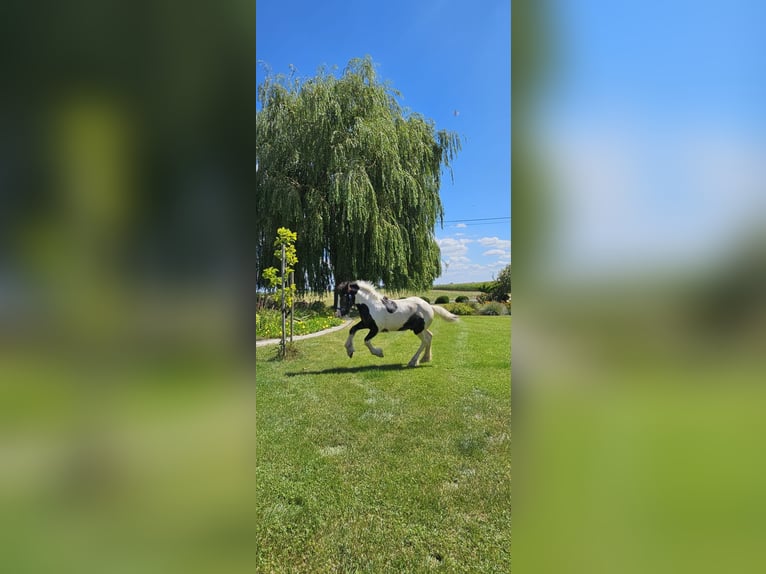 Gypsy Horse Stallion Foal (04/2024) Pinto in Buk