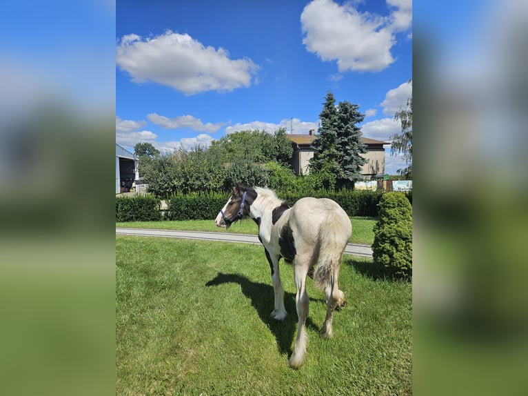 Gypsy Horse Stallion Foal (04/2024) Pinto in Buk