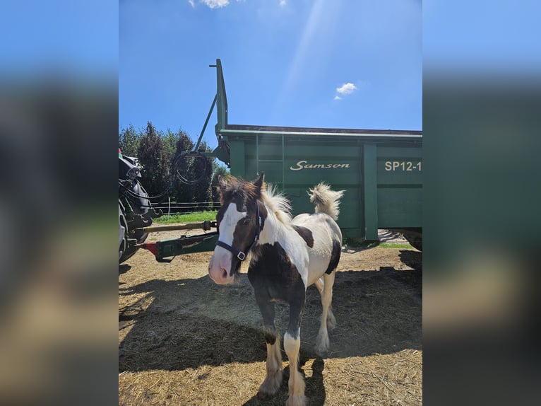 Gypsy Horse Stallion Foal (04/2024) Pinto in Buk