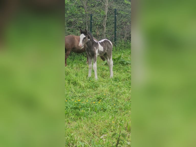 Gypsy Horse Stallion Foal (04/2024) Pinto in Sömmerda