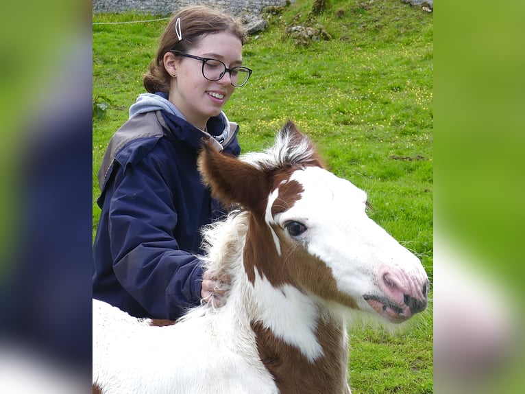 Gypsy Horse Stallion Foal (01/2024) Tobiano-all-colors in Villers en Arthies