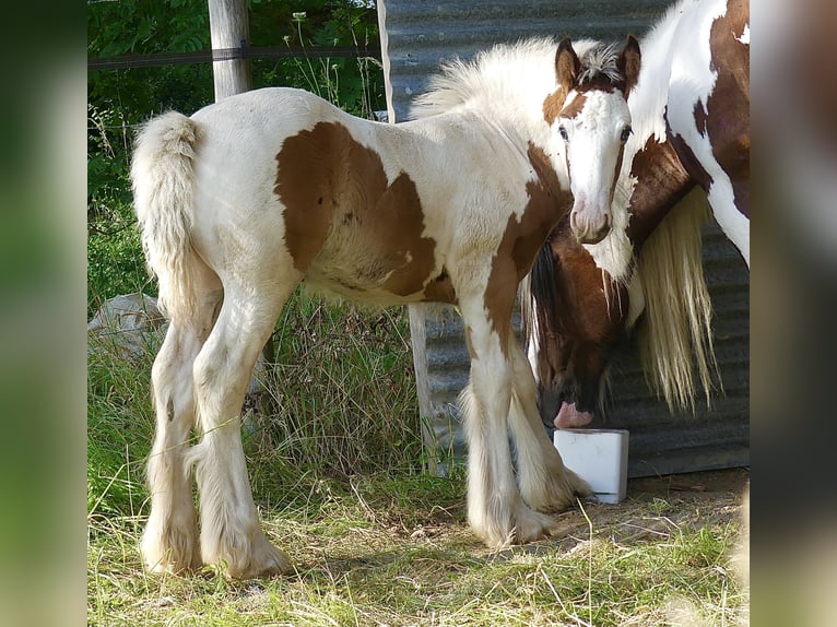 Gypsy Horse Stallion Foal (01/2024) Tobiano-all-colors in Villers en Arthies