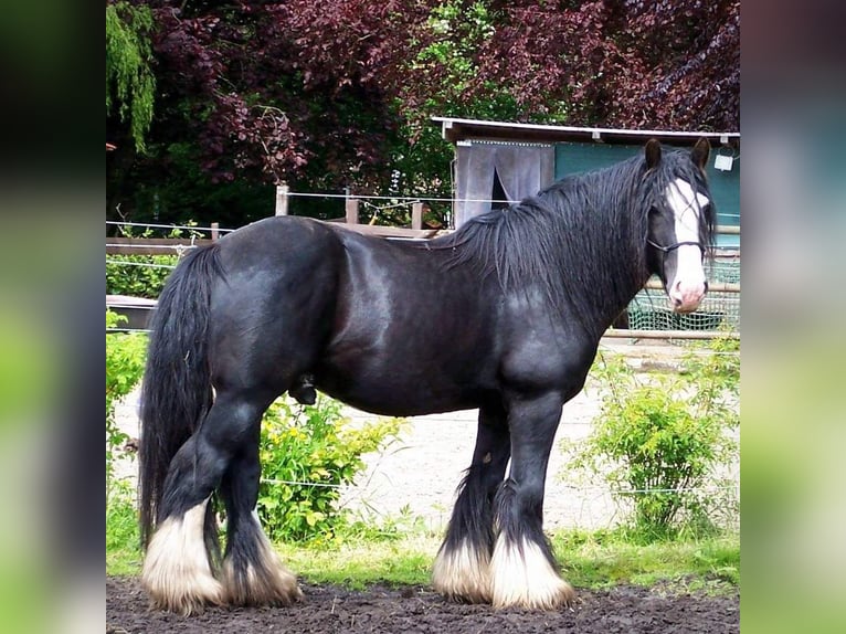 Gypsy Horse Stallion Leopard-Piebald in Großefehn Ostgroßefehn