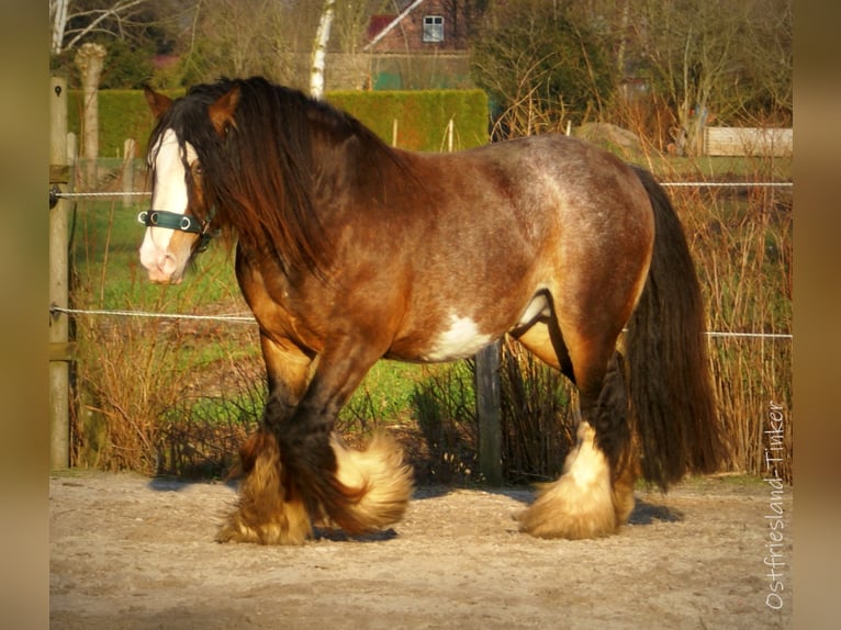 Gypsy Horse Stallion Leopard-Piebald in Großefehn Ostgroßefehn