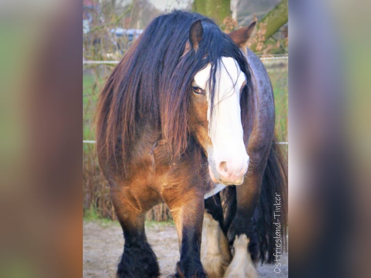 Gypsy Horse Stallion Leopard-Piebald in Großefehn Ostgroßefehn