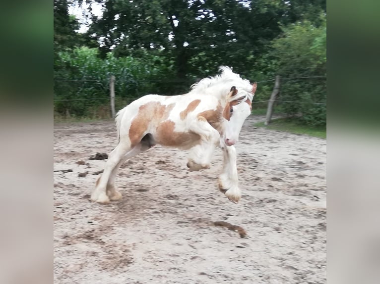 Gypsy Horse Stallion Leopard-Piebald in Großefehn Ostgroßefehn