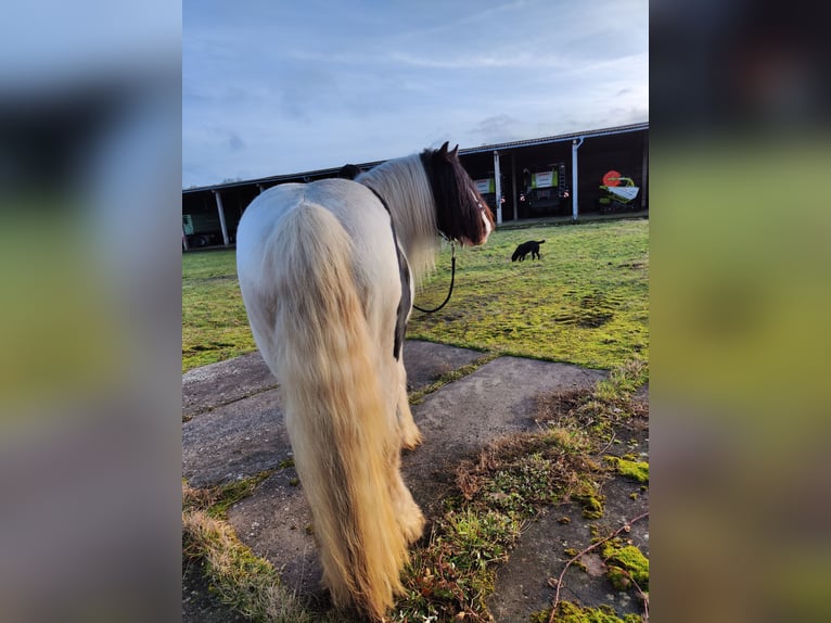 Gypsy Horse Stallion Pinto in Jeggau