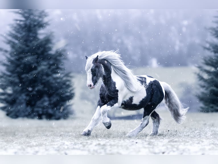 Gypsy Horse Stallion Pinto in Rheinfelden