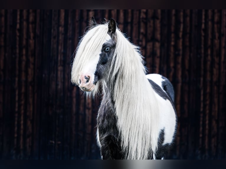 Gypsy Horse Stallion Pinto in Rheinfelden