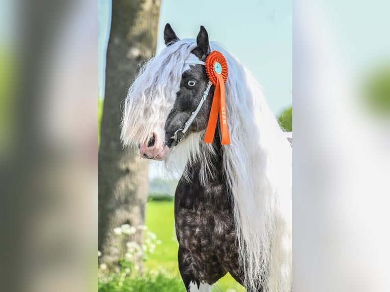 Gypsy Horse Stallion Pinto in Rheinfelden