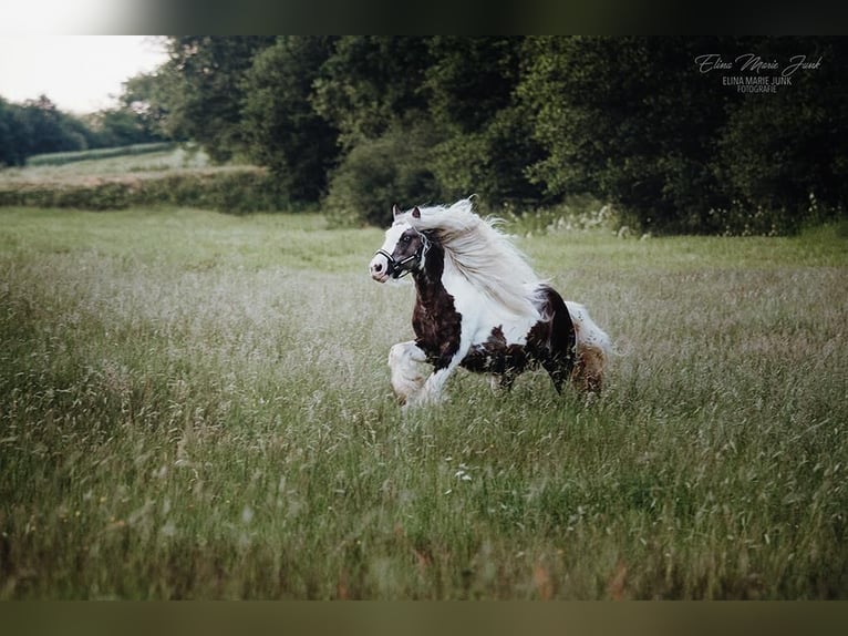 Gypsy Horse Stallion Pinto in Rheinfelden