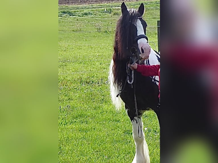 Gypsy Horse Stallion Pinto in Thannhausen