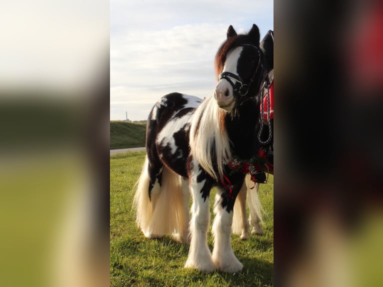 Gypsy Horse Stallion Pinto in Thannhausen