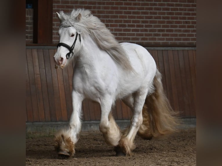 Gypsy Horse Stallion  in Gaanderen