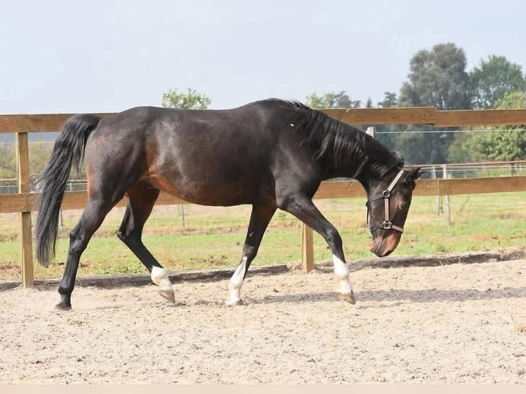 Hackney Caballo castrado 17 años 156 cm Castaño oscuro in Achtmaal
