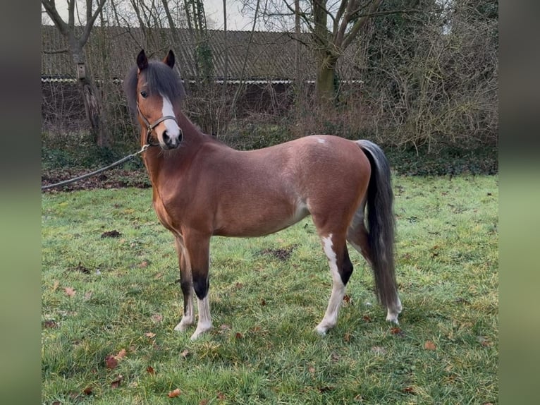 Hackney Caballo castrado 4 años 125 cm Musgo marrón in Ambt Delden
