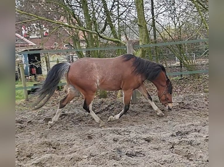 Hackney Caballo castrado 4 años 125 cm Musgo marrón in Ambt Delden
