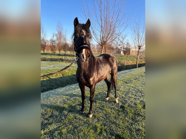 Hackney Caballo castrado 8 años 125 cm Castaño in Rijnsburg