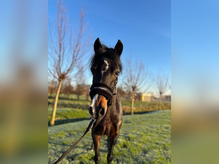 Hackney Caballo castrado 8 años 125 cm Castaño in Rijnsburg