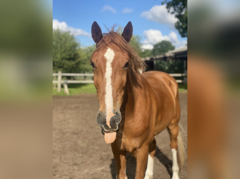 Hackney Caballo castrado 9 años 152 cm Alazán in Esens