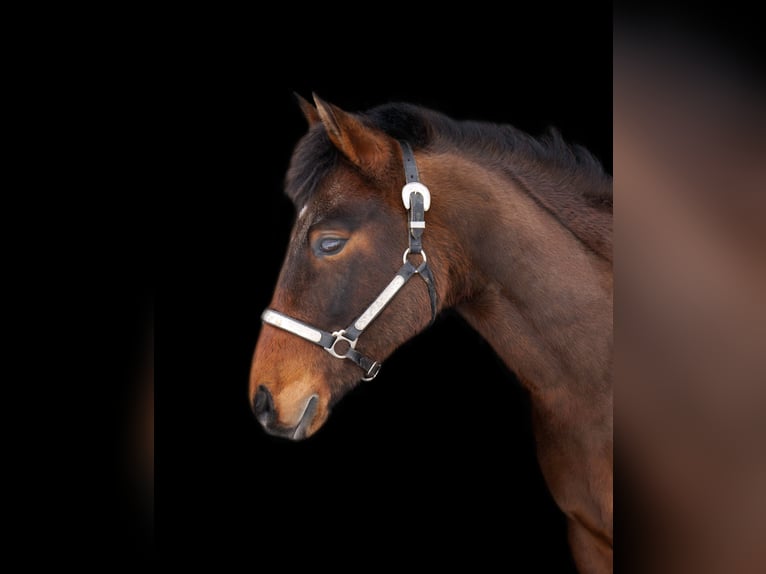 Hackney Mix Castrone 8 Anni 168 cm Baio ciliegia in Kalamazoo