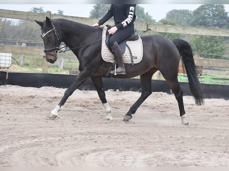 Hackney Gelding 18 years 15,1 hh Bay-Dark in Achtmaal