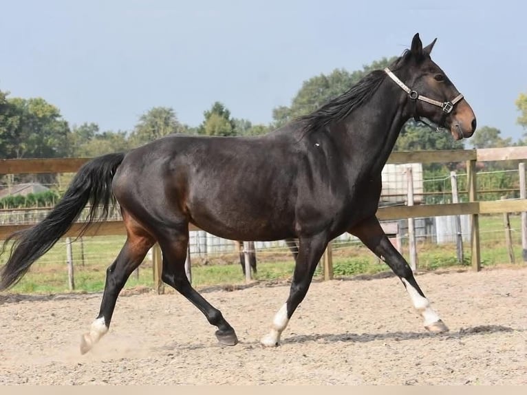 Hackney Gelding 18 years 15,1 hh Bay-Dark in Achtmaal