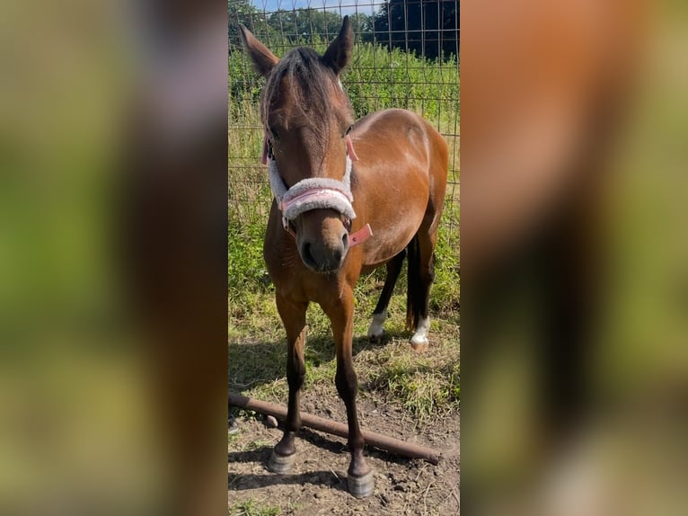 Hackney Gelding 2 years 12,2 hh Brown in Norderstedt