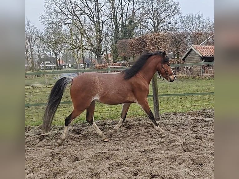 Hackney Gelding 4 years 12.1 hh Brown Falb mold in Ambt Delden