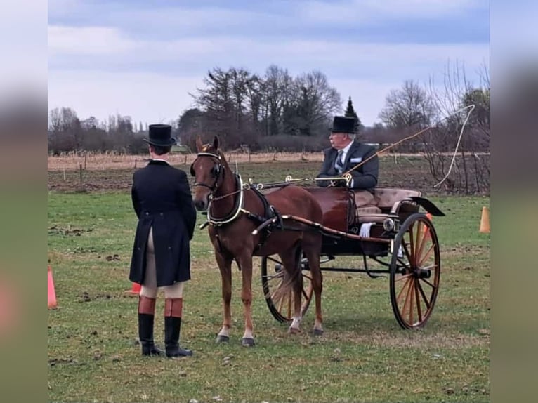 Hackney Gelding 4 years 13,1 hh Chestnut in Dorst