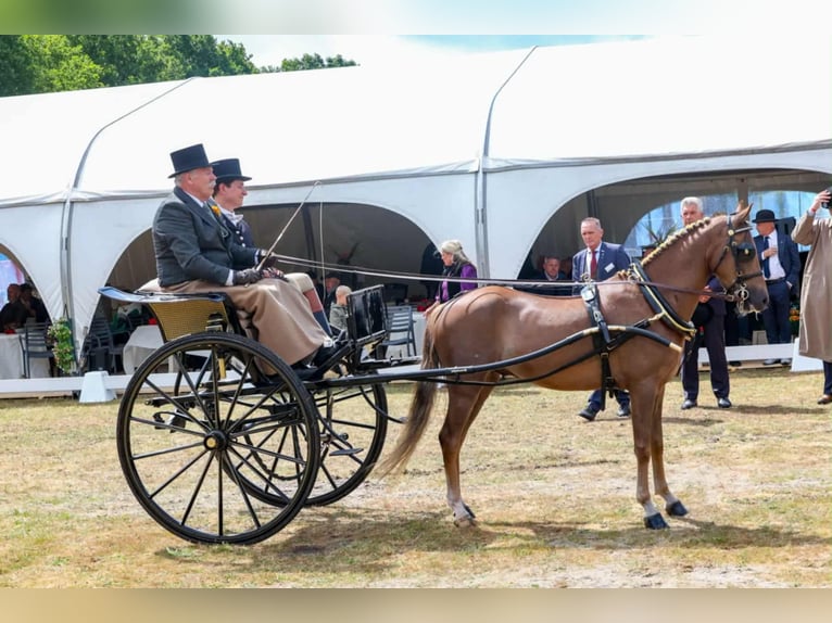 Hackney Gelding 4 years 13,1 hh Chestnut in Dorst