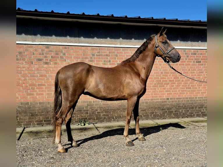 Hackney Gelding 4 years 13,1 hh Chestnut in Dorst