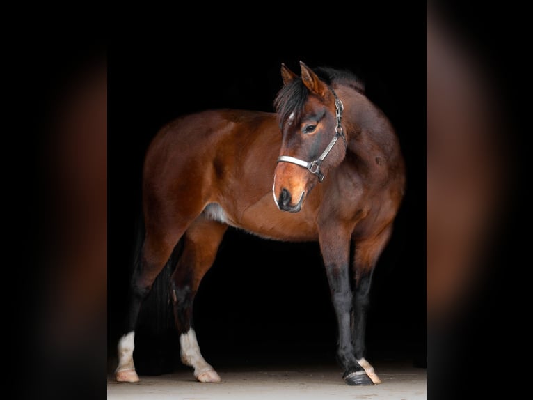 Hackney Mix Gelding 8 years 16.1 hh Bay in Kalamazoo