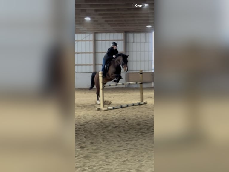 Hackney Mix Gelding 8 years 16.1 hh Bay in Kalamazoo