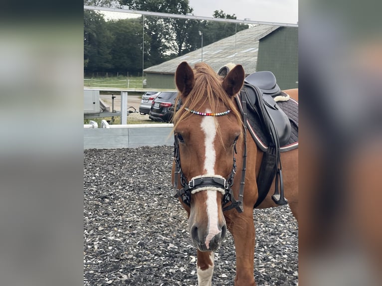 Hackney Gelding 9 years 14,3 hh Chestnut-Red in Esens