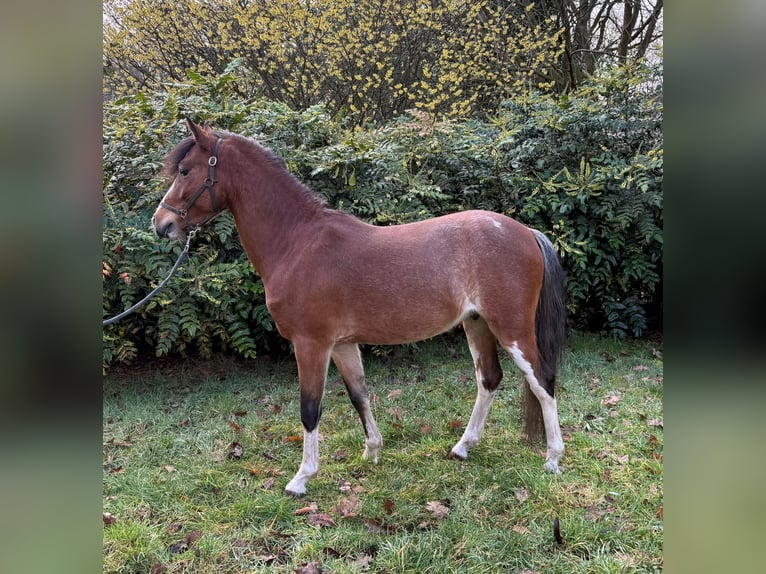 Hackney Hongre 4 Ans 125 cm Gris (bai-dun) in Ambt Delden