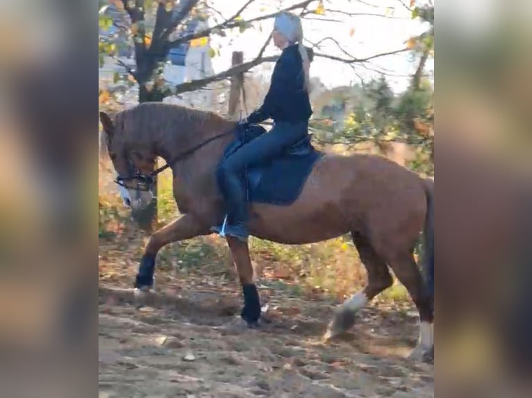 Hackney Croisé Jument 13 Ans 165 cm Alezan dun in Páty