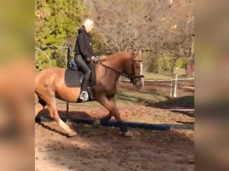 Hackney Mix Mare 12 years 16 hh Red Dun in P&#xE1;ty