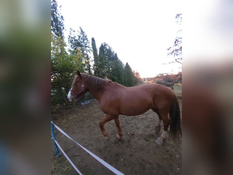 Hackney Mix Mare 12 years 16 hh Red Dun in P&#xE1;ty