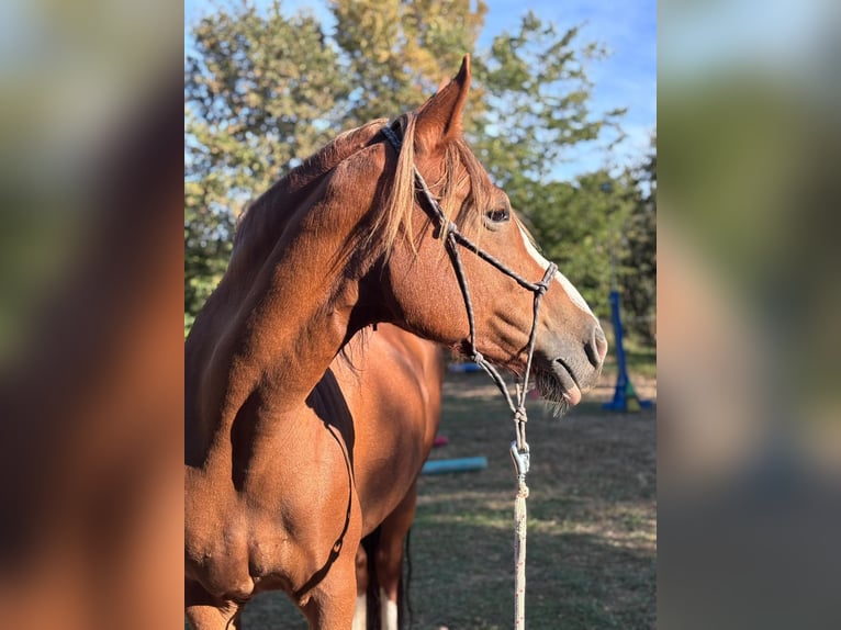 Hackney Mix Mare 13 years 16 hh Red Dun in Páty
