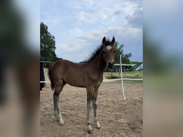 Hackney-ponny Hingst 1 år Brun in Rhede