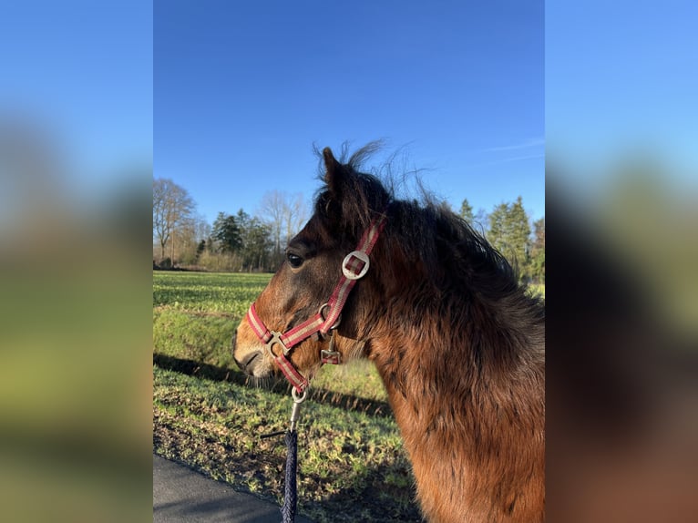 Hackney-ponny Hingst 1 år Brun in Rhede