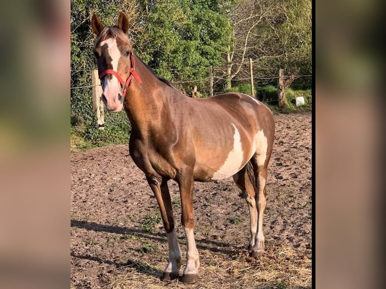 Hackney-ponny Sto 11 år 133 cm Overo-skäck-alla-färger in Rhede