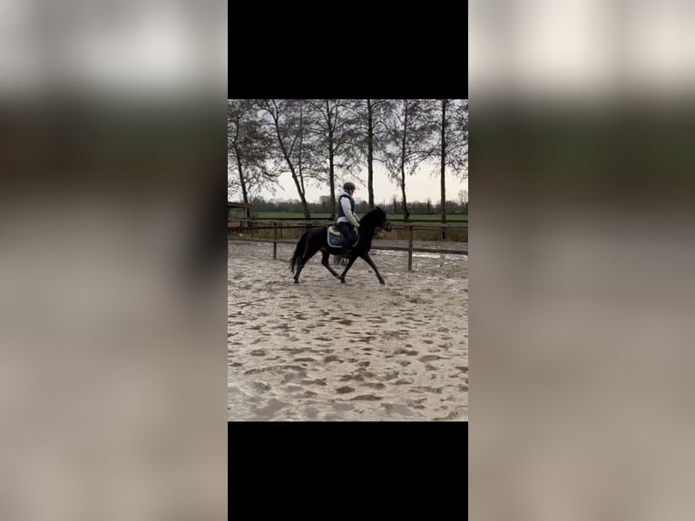 Hackney-ponny Valack 6 år 126 cm Mörkbrun in Drachten