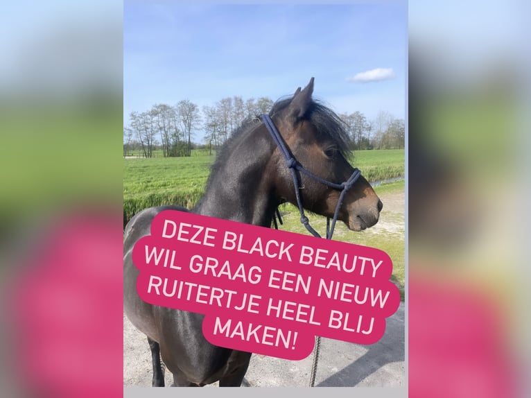 Hackney-ponny Valack 7 år 125 cm Mörkbrun in Drachten