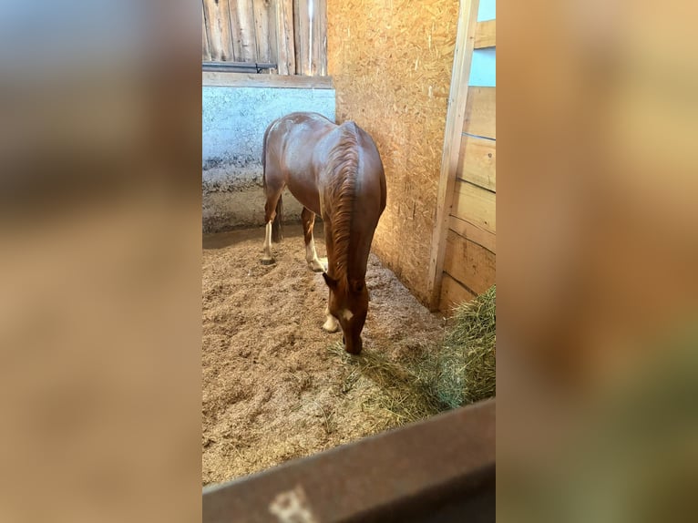 Hackney Pony Gelding 13 years 11,2 hh Chestnut-Red in Tengen