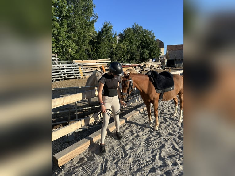 Hackney Pony Gelding 14 years 11,2 hh Chestnut-Red in Tengen
