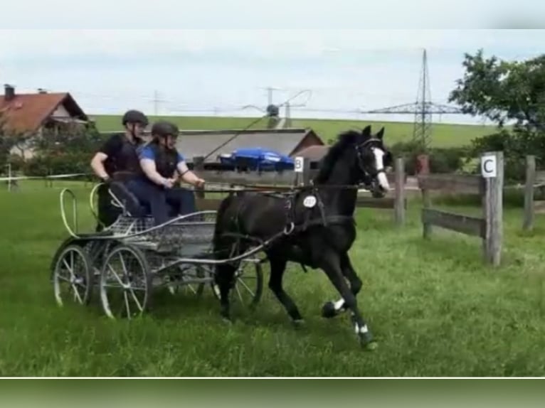 Hackney Pony Gelding 14 years 12.2 hh Black in Tamm